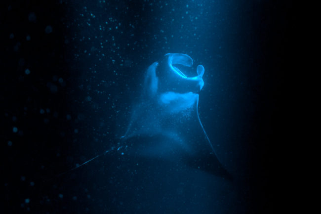 The Abyss Manta Rays Mako Miyamoto Underwater Ocean Photography in Hawaii