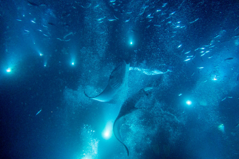 The Abyss Manta Rays Mako Miyamoto Underwater Ocean Photography in Hawaii