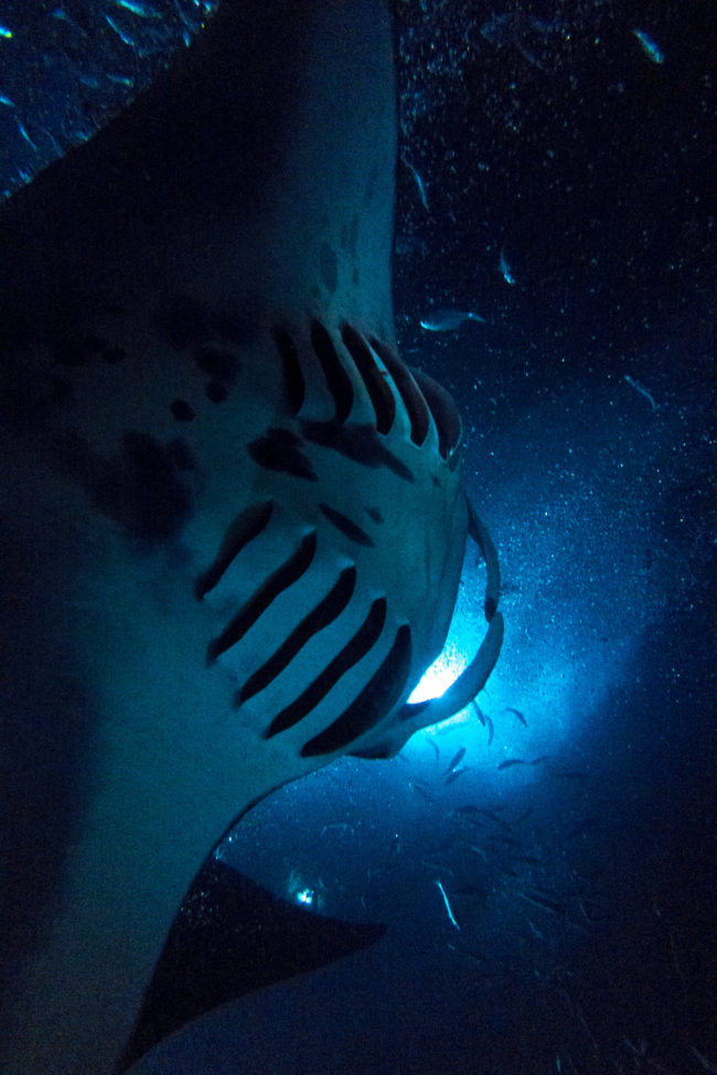 The Abyss Manta Rays Mako Miyamoto Underwater Ocean Photography in Hawaii