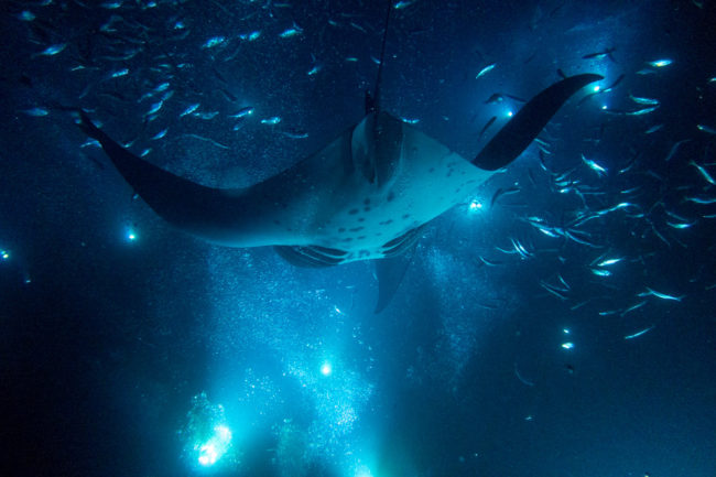 The Abyss Manta Rays Mako Miyamoto Underwater Ocean Photography in Hawaii