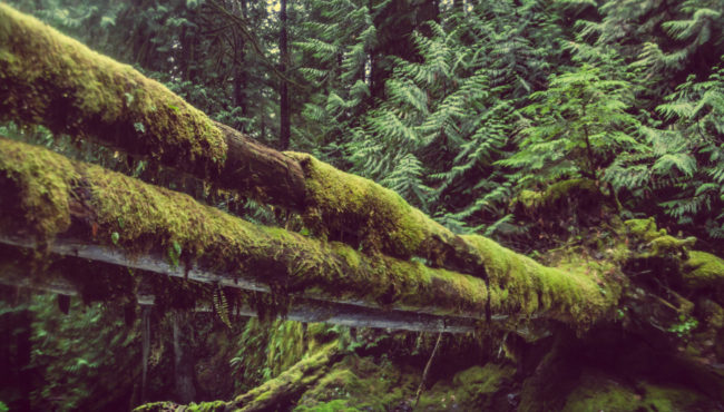 The Emerald Forest Pacific Northwest Oregon Green Moss Mako Miyamoto Photography