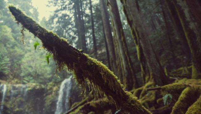 The Emerald Forest Pacific Northwest Oregon Green Moss Mako Miyamoto Photography