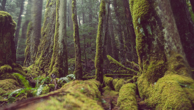 The Emerald Forest Pacific Northwest Oregon Green Moss Mako Miyamoto Photography