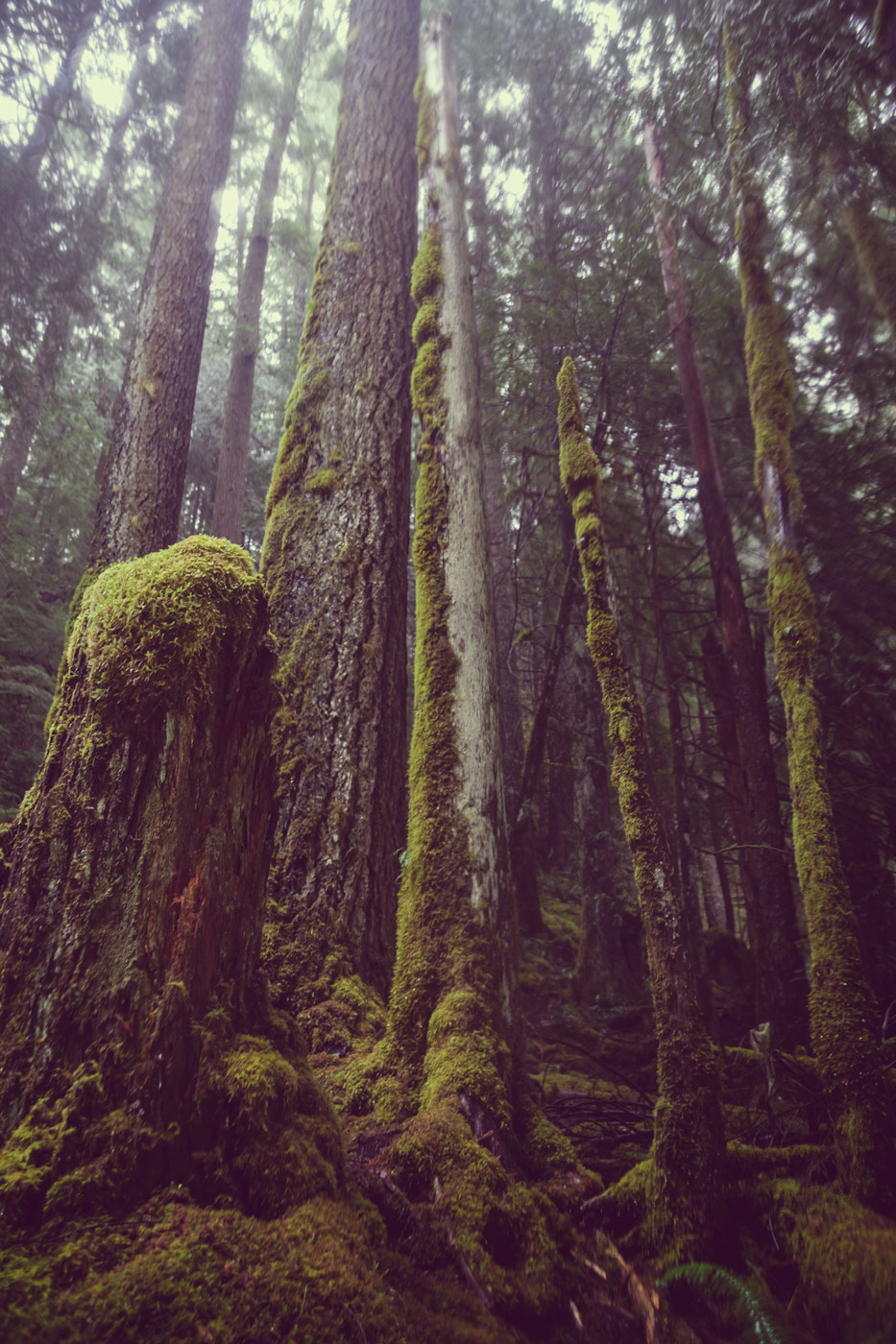 The Emerald Forest Pacific Northwest Oregon Green Moss Mako Miyamoto Photography