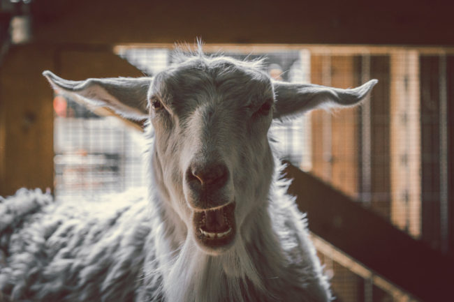 Teeth by Mako Miyamoto Travel and Lifestyle Photography hairy goat