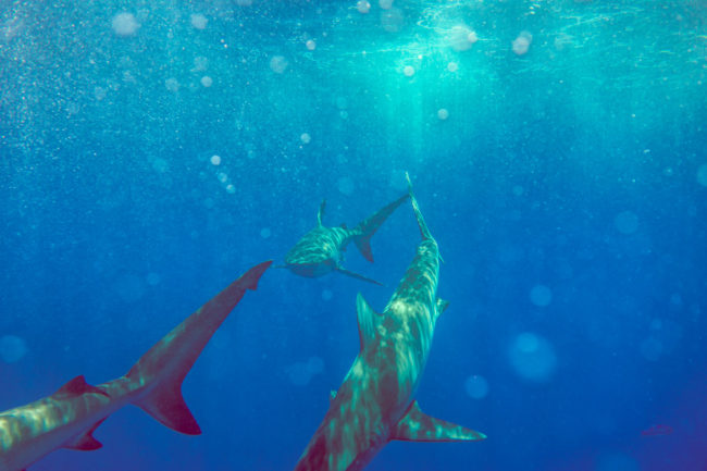 Sharks Mako Miyamoto Photography Ocean Underwater Photography