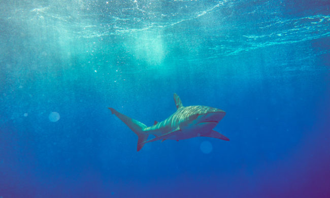 Sharks Mako Miyamoto Photography Ocean Underwater Photography