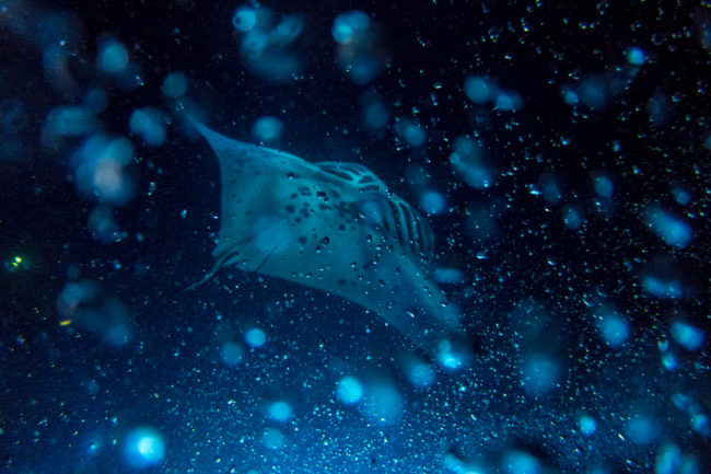 The Abyss Manta Rays Mako Miyamoto Underwater Ocean Photography in Hawaii