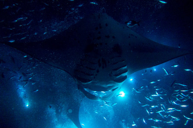 The Abyss Manta Rays Mako Miyamoto Underwater Ocean Photography in Hawaii