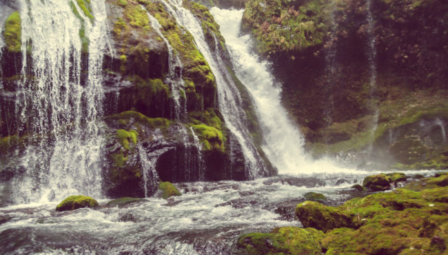 The Emerald Forest Pacific Northwest Oregon Green Moss Mako Miyamoto Photography