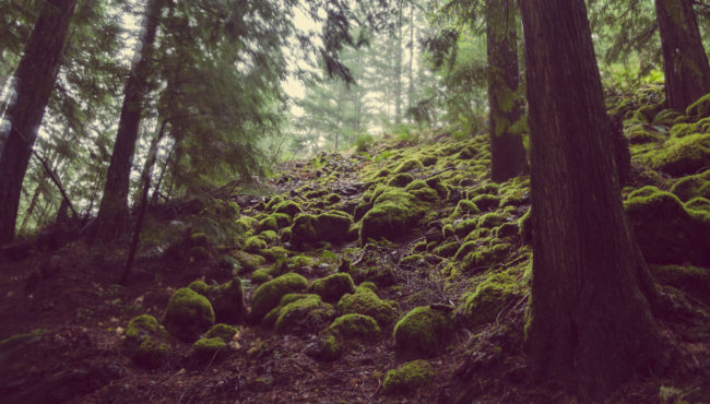 The Emerald Forest Pacific Northwest Oregon Green Moss Mako Miyamoto Photography