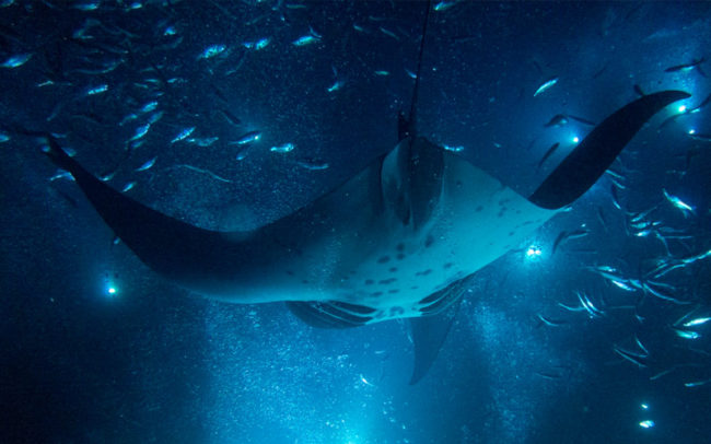 The Abyss Manta Rays Mako Miyamoto Underwater Ocean Photography in Hawaii