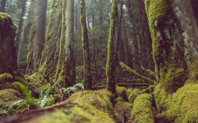 The Emerald Forest Pacific Northwest Oregon Green Moss Mako Miyamoto Photography