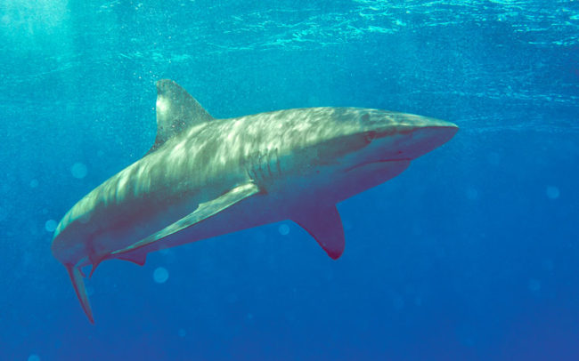 Sharks Mako Miyamoto Photography Ocean Underwater Photography