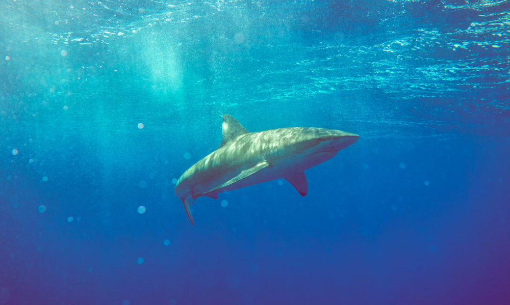 Sharks Mako Miyamoto Photography Ocean Underwater Photography