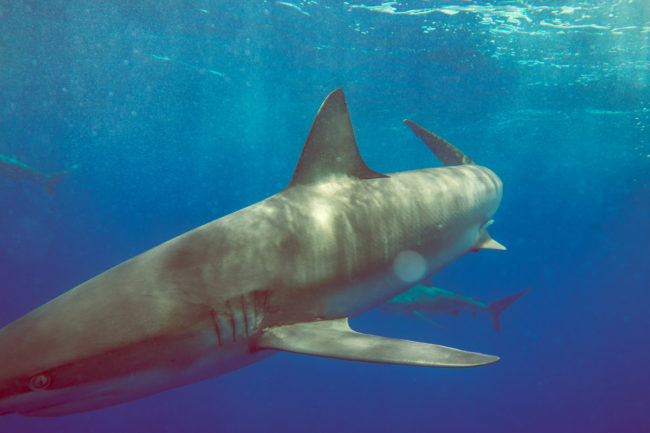 Sharks Mako Miyamoto Photography Ocean Underwater Photography